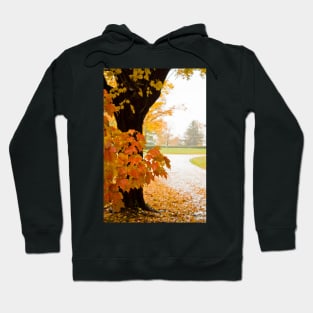 Fall Colors Hoodie